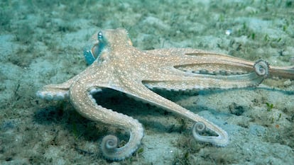 Los pulpos tienen cuatro conjuntos de músculos que rodean un nervio axial en cada brazo y miles de neuronas en cada ventosa de las cien con las que cuenta cada una de las ocho extremidades. En la iamgen, un ejemplar grabado en el Caribe estadounidense.