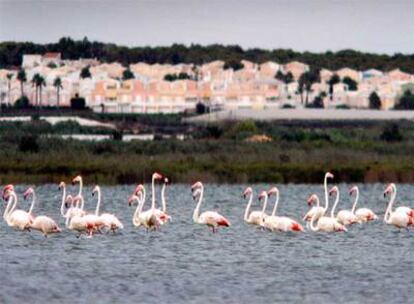 Flamencos en las lagunas del parque natural de Las Salinas de Torrevieja, ayer.