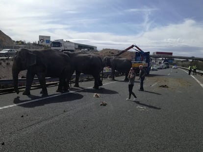 Diversos elefants enmig de la A-3 a Albacete després que el camió on viatjaven tingués un accident.