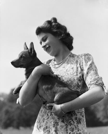 Isabel II, sus 101 corgis, muchos caballos y un camaleón. La difunta Reina tuvo una especial relación con los perros de raza Corgi desde que era una niña. Recibió su primer corgi, Susan, como regalo de su 18 cumpleaños y durante décadas cuidó de generaciones de descendientes de Susan. Su último corgi en la línea de Susan, Willow, falleció en 2018. A Willow le siguieron Whisper, el último corgi de raza pura de la Reina (aunque no estaba emparentado con Susan), y Vulcan, un dorgi (mezcla de teckel y corgi). Tras el fallecimiento de la reina Isabel, su hijo, el príncipe Andrés, y su exesposa, Sarah Ferguson, duquesa de York, heredaron a Muick y Sandy, los últimos corgis de Isabel II. La Reina también tuvo numerosos caballos a lo largo de su vida, pero como publicó 'Vanity Fair', cuando era niña, ella y su hermana, la princesa Margarita, tuvieron durante un tiempo un compañero mucho menos tierno. Según la niñera real Marion Crawford en su libro 'Elizabeth the Queen', durante la Segunda Guerra Mundial, Lord Louis Mountbatten trajo a sus primos un camaleón grande. “La princesa Isabel estaba emocionada y rápidamente mandó hacer una caja para guardar a la criatura”, escribe Crawford. Al parecer Isabel solía llevarlo por todo el palacio y le ayudaba a que atrapara moscas.
Cuando el camaleón finalmente murió, Isabel sintió un gran desconsuelo y decidió darle una despedida solemne y “enterrarlo como es debido”. Se ordenó hacerle un pequeño ataúd blanco.