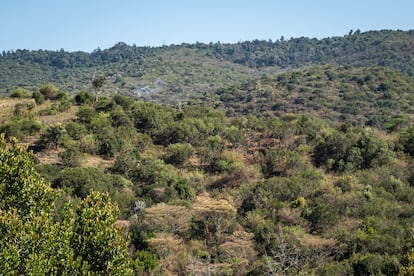 Locust plagues in Kenya