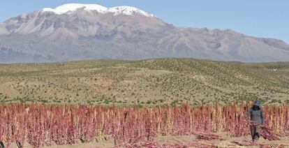 Campos de quinoa en Bolivia. 