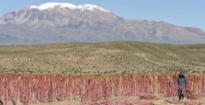 Campos de quinoa en Bolivia. 