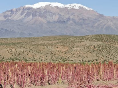 Campos de quinoa en Bolivia. 