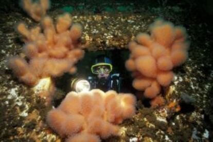 Corales blandos en las frías aguas de Alesund, en Noruega.