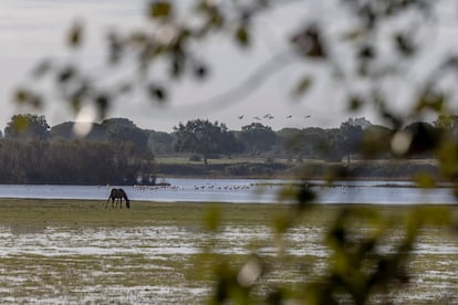 Marismas de Doñana desde El Rocío, este viernes.