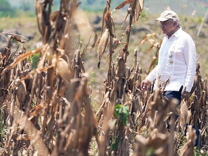 López Obrador recorre una parcela del programa Sembrando Vida, en Ocosingo, Chiapas