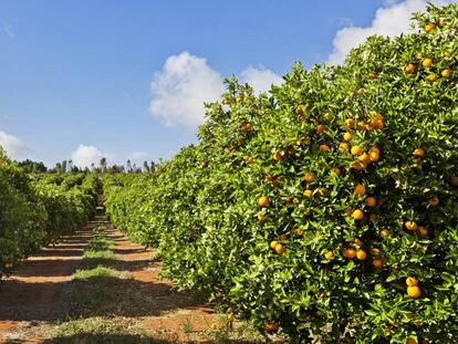 MCH se alía con SanLucar Fruit para comprar el productor de cítricos Llusar