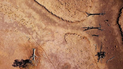 Árboles muertos en Gunnedah, en Nueva Gales del Sur (Australia).