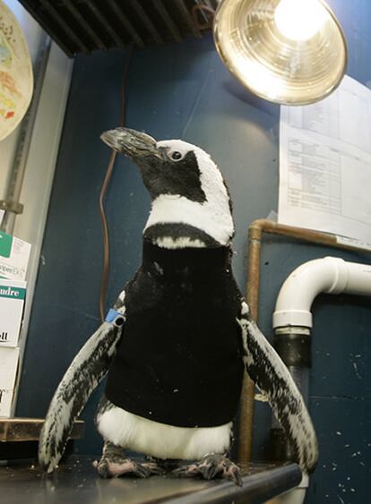 Un grupo de biólogos de la <i>California Academy of Sciences</i> decidió remediar su problema diseñando un traje de baño para Pierre. Para hacerlo se pusieron en contacto con Oceanic Worldwide, una compañía que fabrica equipamiento para buceo. Juntos consiguieron crear una chaqueta de neopreno que protegía el torso del pingüino.