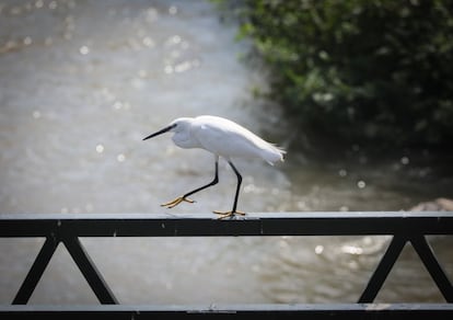 Una garceta junto a la presa nº 9. Es de tamaño mediano, de plumaje siempre blanco, con largas patas negras —a excepción de los dedos, que son amarillos— y pico largo, de color negro y en forma de daga. El individuo reproductor exhibe un par de plumas alargadas en la nuca, un grupo de plumas filamentosas y desflecadas en el pecho y el dorso y, principalmente en la época de cortejo, una pequeña área de piel desnuda situada delante del ojo, que adquiere una intensa tonalidad amarillenta. Los ejemplares no reproductores carecen de esos ornamentos, y el fragmento de piel desnuda junto al ojo es de color gris azulado o verdoso. El joven es similar al no reproductor, pero con el pico algo parduzco. Durante el vuelo es completamente blanca y adopta la característica silueta de las ardeidas, con el cuello recogido en forma de S y las patas estiradas sobresaliendo por detrás de la corta cola.