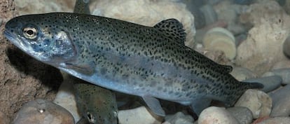 Una trucha arco iris (Oncorhynchus mykiis).