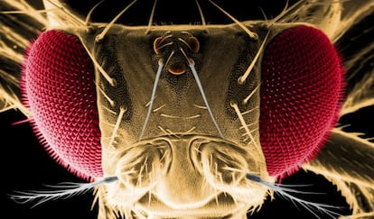 Los ojos de la Drosophila se han utilizado en esta investigación.