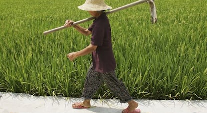 Plantación de arroz transgénico en la provincia de Hunan, en el suroeste de China.