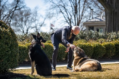 El presidente Joe Biden juega con sus perros Champ y Major, el 24 de febrero en el Rose Garden de la Casa Blanca.
