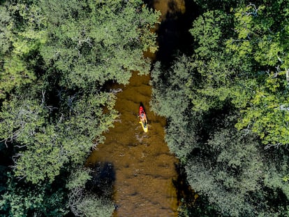 Un kayak navega sobre el río Leyre, en el parque natural regional de las Landas de Gascogne, en Francia.