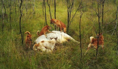 Los dingos que viven cerca de grupos humanos ya muestran cambios en sus genes.