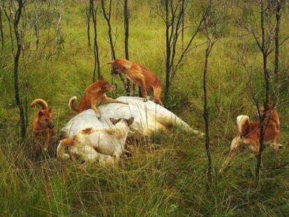 Los dingos que viven cerca de grupos humanos ya muestran cambios en sus genes.