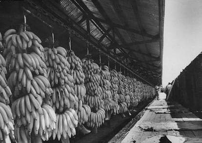 Plátanos de la United Fruit preparados para ser transportados.