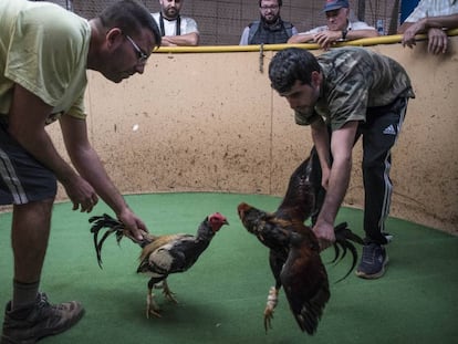 Entrenamiento de gallos para pelea en G&aacute;ldar, al norte de Gran Canaria este mes. 