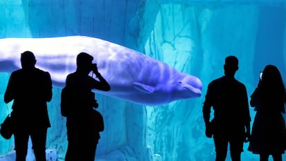 Varias personas contemplan una beluga en el Oceanogràfic de València, reabierto al público después del periodo de cierre por la pandemia por coronavirus.