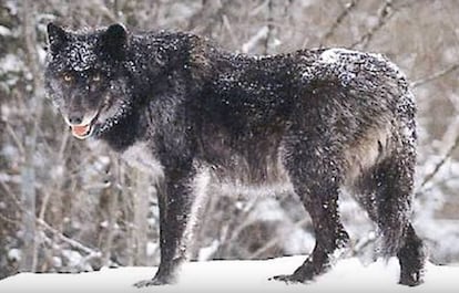 Un lobo del Mackenzie, de la Columbia Británica.