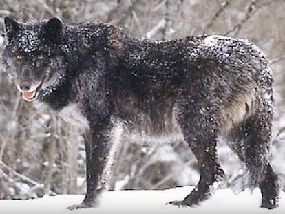 Un lobo del Mackenzie, de la Columbia Británica.