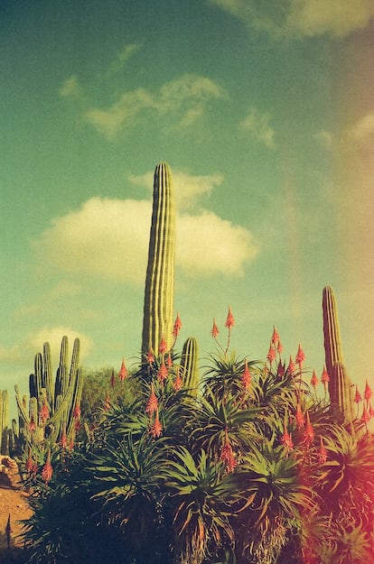 Cactus y aloes en flor en Mallorca.