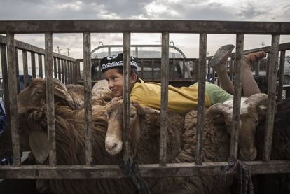 Un niño uigur sentado sobre ovejas comparadas en un mercado de ganado, en la provincia china de Sinkiang.