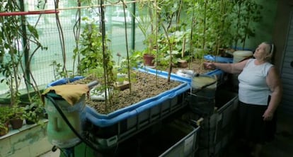 Soledad Nieto observa sus plantas ubicadas sobre los depósitos con peces.