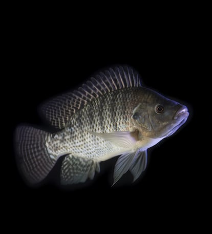 Una tilapia del Nilo, el animal utilizado para estudiar los efectos de la fiebre en el sistema inmunitario