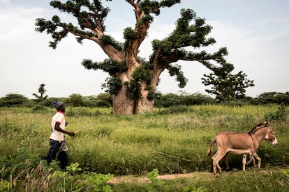 Un hombre y sus burros pasen frente a un baobab en la reserva natural de Bandia (Senegal).