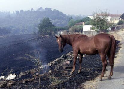 Un caballo permanece hoy en la aldea de Montezorromero, en la localidad onubense de Minas de Río Tinto, en donde ayer se declaró un incendio.