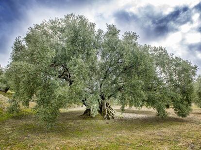 Olivo centenario de la provincia de Jaén. Estos olivares aportan gran cantidad de kilogramos de aceituna verde para los aceites tempranos.