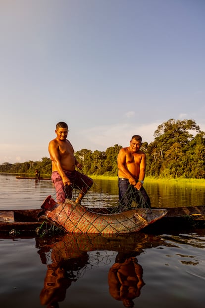 El paiche es un pez cuyos orígenes se remontan al periodo cretácico. Los jaguares se dedican a su pesca sostenible desde que tienen uso de razón.