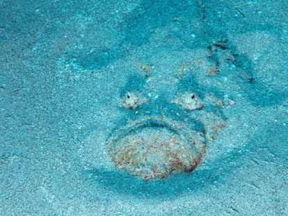El feo e infame pez piedra