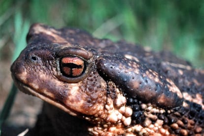 Un sapo común <i>(Bufo bufo),</i> anfibio habitual y protegido de la fauna catalana.