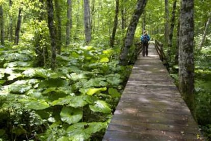 Sendero circular del lago Biogradsko, en el parque nacional de Biogradska Gora (Montenegro).