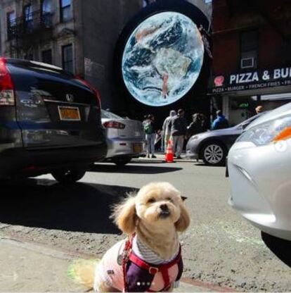 Hay perros con suerte. El de la fotografía, Sadie The Poo, consiguió una porción de pizza a 99 centavos después de fotografiarse con el planeta Tierra. Larga vida al arte público.