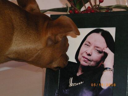 Susy, una de las perras de Nélida Piñón.