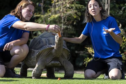 Una tortuga del programa 'Animal Ambassador'.