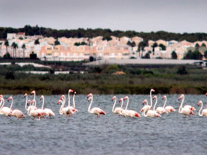 Lagunas de las Salinas de Torrevieja.
