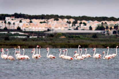 Lagunas de las Salinas de Torrevieja.