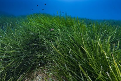 Posidonia oceánica en la reserva de Scandola (Córcega).