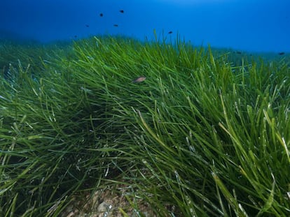 Posidonia oceánica en la reserva de Scandola (Córcega).