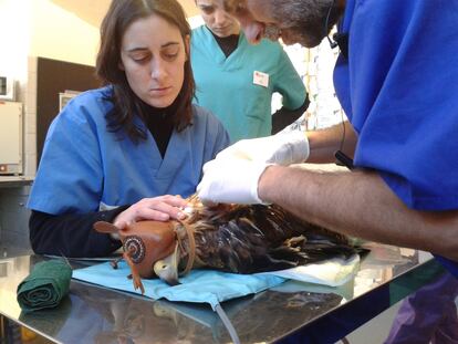 Un equipo veterinario de Grefa revisa a un águila imperial en su centro veterinario. 