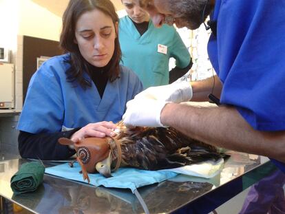 Un equipo veterinario de Grefa revisa a un águila imperial en su centro veterinario.