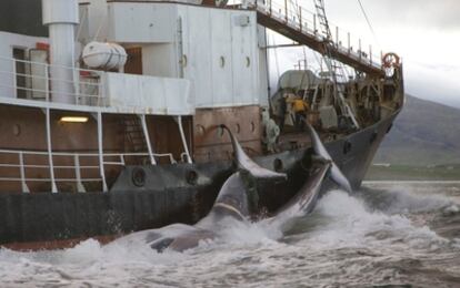 Un barco ballenero arrastra los cuerpos de dos cetáceos a su base en Hvalfjordur (Islandia).