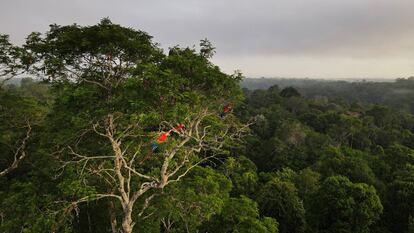 Guacamayos sentados en un árbol en la selva amazónica en Manaus, Brasil.