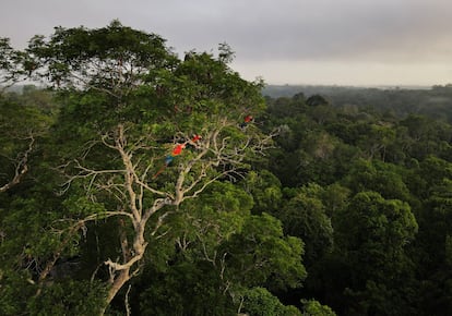 Guacamayos sentados en un árbol en la selva amazónica en Manaus, Brasil.